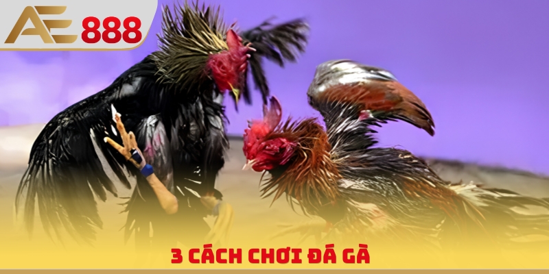 Video Đá Gà Trực Tiếp - Giải Trí Vô Hạn Cùng Chiến Kê - WINQUARTZ88.BIZ