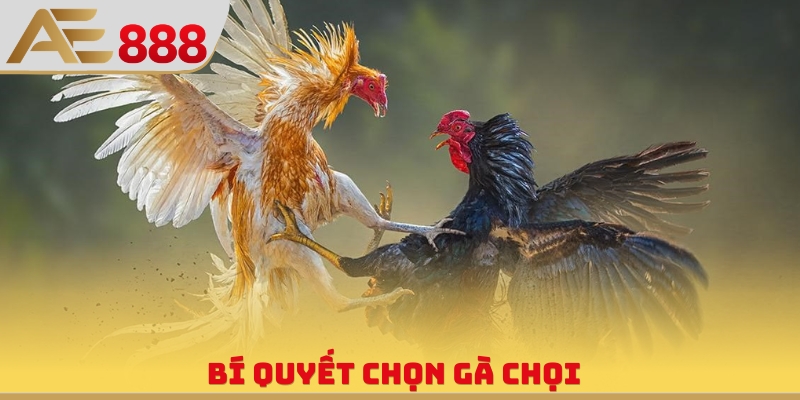 Đá Gà Cựa Dao - Hình Thức Giải Trí Cuồng Nhiệt, Đẳng Cấp - WINQUARTZ88.BIZ