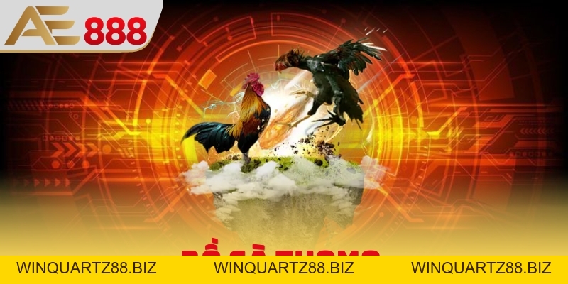 Bồ Gà Thomo - Sân Chơi Đẳng Cấp, Xem Phát Sóng Cực Xịn - WINQUARTZ88.BIZ