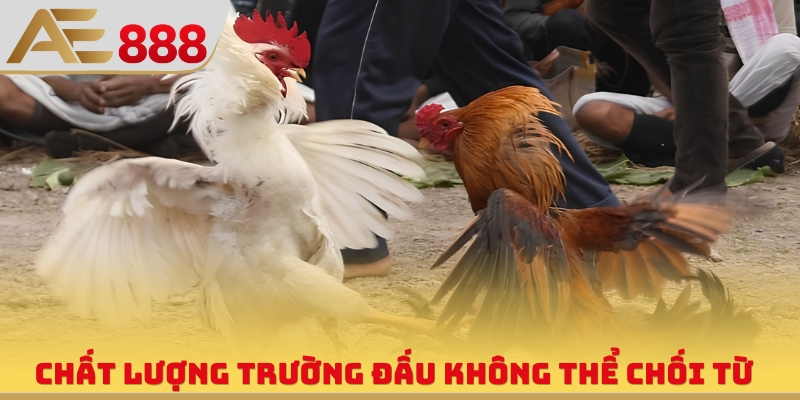 Bồ Gà Thomo - Sân Chơi Đẳng Cấp, Xem Phát Sóng Cực Xịn - WINQUARTZ88.BIZ