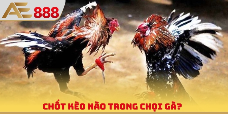 Video Đá Gà Trực Tiếp - Giải Trí Vô Hạn Cùng Chiến Kê - WINQUARTZ88.BIZ