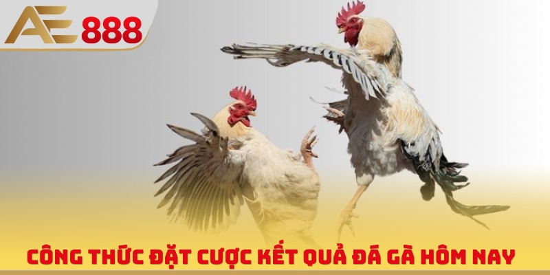 Kết Quả Đá Gà Hôm Nay - Cập Nhật Nhanh, Chuẩn, Liên Tục 24/7 - WINQUARTZ88.BIZ