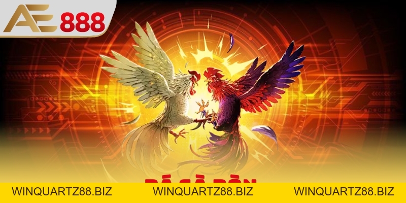Đá Gà Đòn - Hình Thức Thi Đấu Chân Không Cuồng Nhiệt - WINQUARTZ88.BIZ