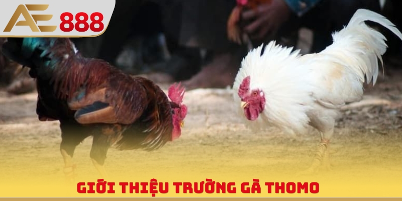 Trường Gà Thomo - Thông Tin Về Sân Đấu Đẳng Cấp Đông Nam Á - WINQUARTZ88.BIZ