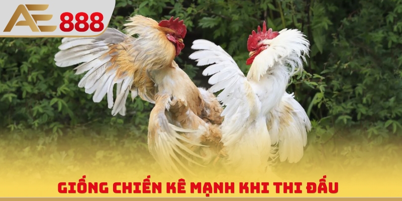 Trực Tiếp Đá Gà Cựa Dao - Xem Livestream Săn Thưởng Bất Tận - WINQUARTZ88.BIZ