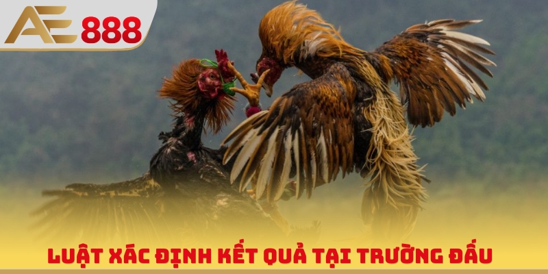Trường Gà Campuchia - Sân Chơi Quy Tụ Chiến Kê Hùng Mạnh - WINQUARTZ88.BIZ