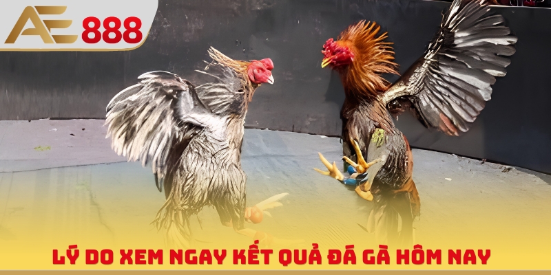Kết Quả Đá Gà Hôm Nay - Cập Nhật Nhanh, Chuẩn, Liên Tục 24/7 - WINQUARTZ88.BIZ