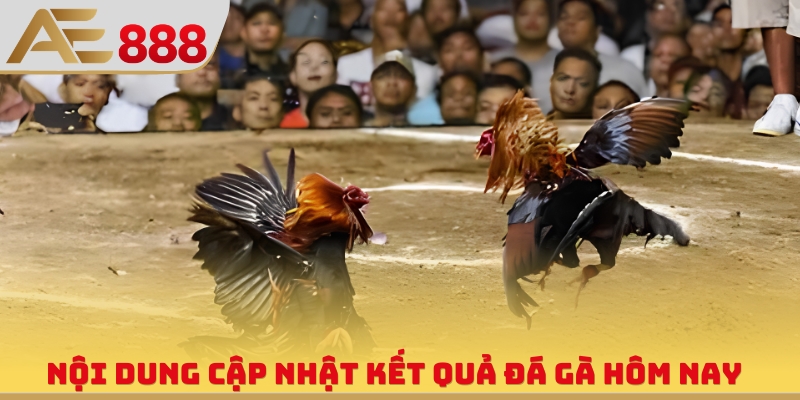 Kết Quả Đá Gà Hôm Nay - Cập Nhật Nhanh, Chuẩn, Liên Tục 24/7 - WINQUARTZ88.BIZ