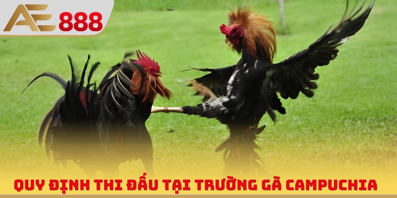 Trường Gà Campuchia - Sân Chơi Quy Tụ Chiến Kê Hùng Mạnh - WINQUARTZ88.BIZ