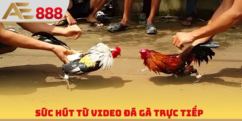 Video Đá Gà Trực Tiếp - Giải Trí Vô Hạn Cùng Chiến Kê - WINQUARTZ88.BIZ