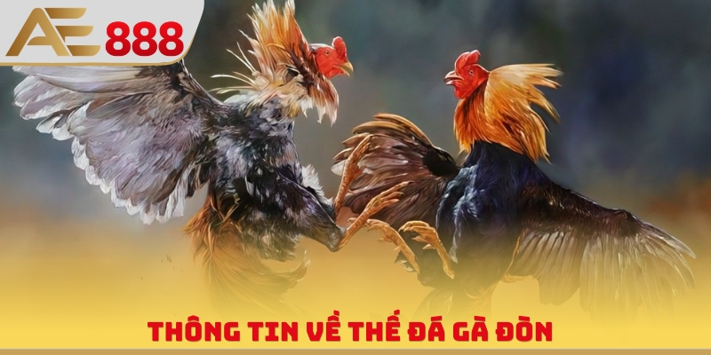 Đá Gà Đòn - Hình Thức Thi Đấu Chân Không Cuồng Nhiệt - WINQUARTZ88.BIZ