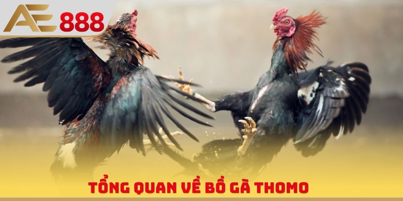 Bồ Gà Thomo - Sân Chơi Đẳng Cấp, Xem Phát Sóng Cực Xịn - WINQUARTZ88.BIZ
