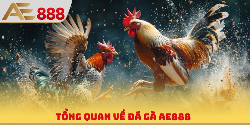 Đá Gà AE888 - Lựa Chọn Chiến Kê Rinh Thưởng Siêu Đỉnh - WINQUARTZ88.BIZ