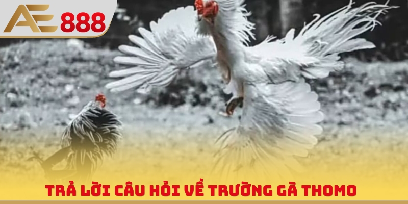 Trường Gà Thomo - Thông Tin Về Sân Đấu Đẳng Cấp Đông Nam Á - WINQUARTZ88.BIZ