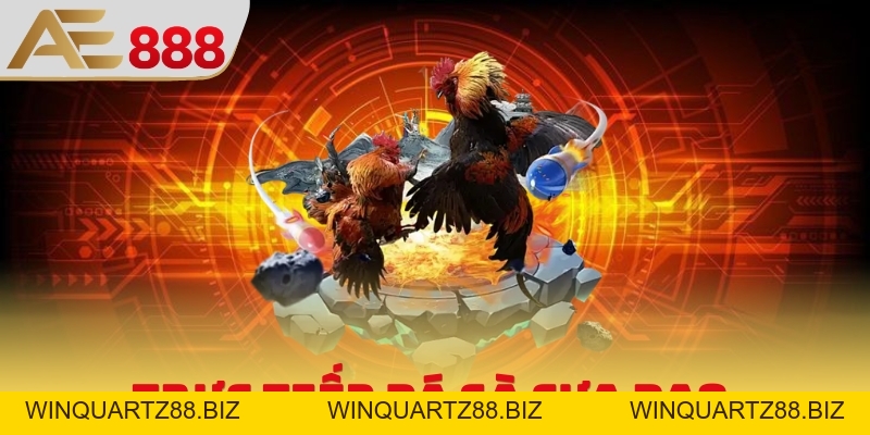Trực Tiếp Đá Gà Cựa Dao - Xem Livestream Săn Thưởng Bất Tận - WINQUARTZ88.BIZ