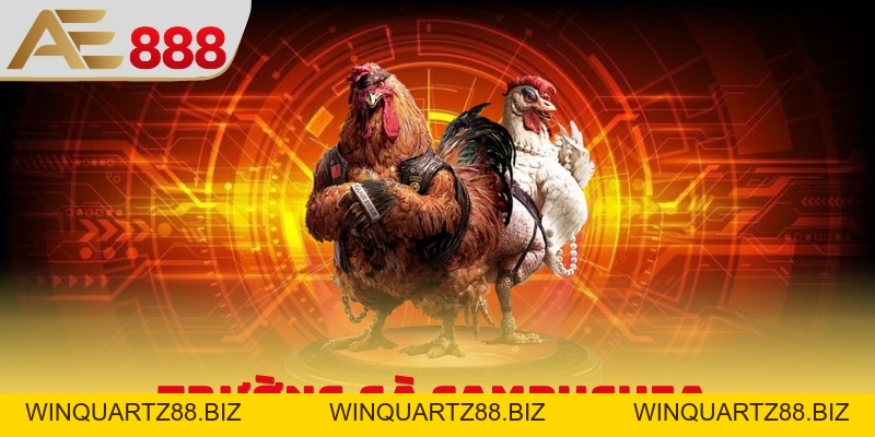 Trường Gà Campuchia - Sân Chơi Quy Tụ Chiến Kê Hùng Mạnh - WINQUARTZ88.BIZ