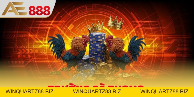 Trường Gà Thomo - Thông Tin Về Sân Đấu Đẳng Cấp Đông Nam Á - WINQUARTZ88.BIZ