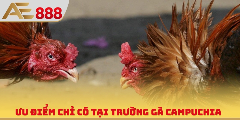 Trường Gà Campuchia - Sân Chơi Quy Tụ Chiến Kê Hùng Mạnh - WINQUARTZ88.BIZ