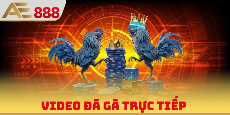Video Đá Gà Trực Tiếp - Giải Trí Vô Hạn Cùng Chiến Kê - WINQUARTZ88.BIZ