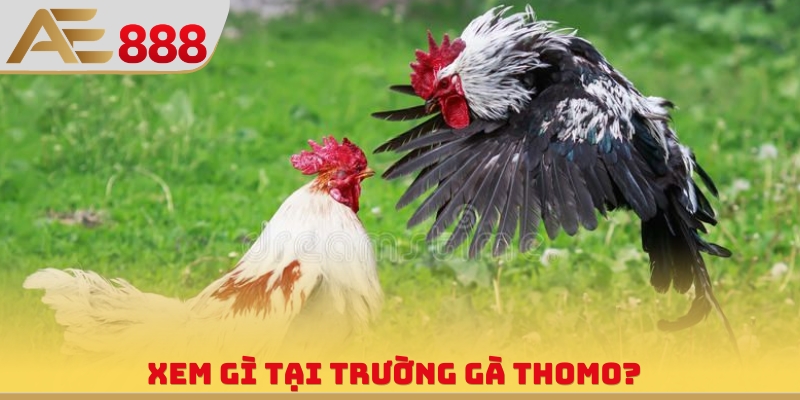 Trường Gà Thomo - Thông Tin Về Sân Đấu Đẳng Cấp Đông Nam Á - WINQUARTZ88.BIZ