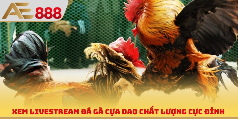 Trực Tiếp Đá Gà Cựa Dao - Xem Livestream Săn Thưởng Bất Tận - WINQUARTZ88.BIZ