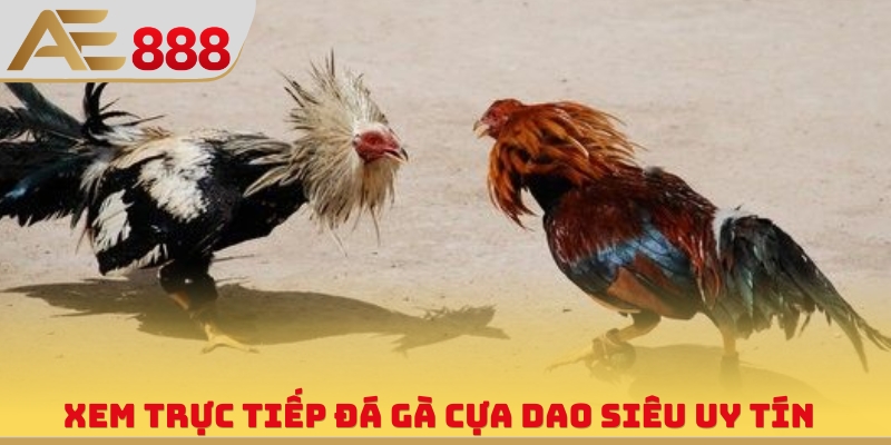 Trực Tiếp Đá Gà Cựa Dao - Xem Livestream Săn Thưởng Bất Tận - WINQUARTZ88.BIZ